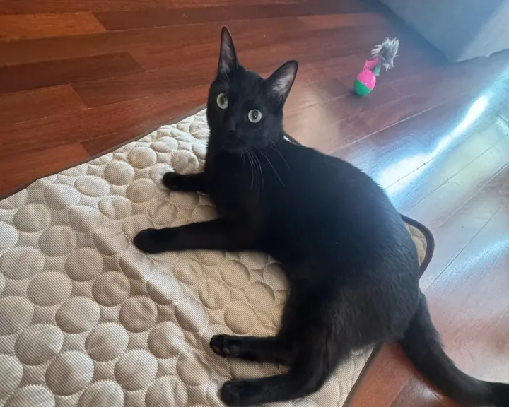 Black cat resting on a beige quilted Pet Cooling Mat on a wooden floor