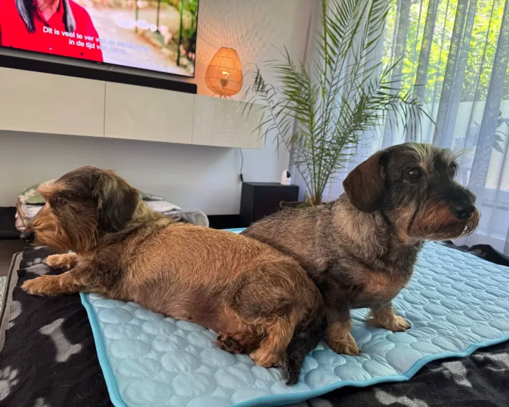 Two dogs resting on a light blue quilted Pet Cooling Mat